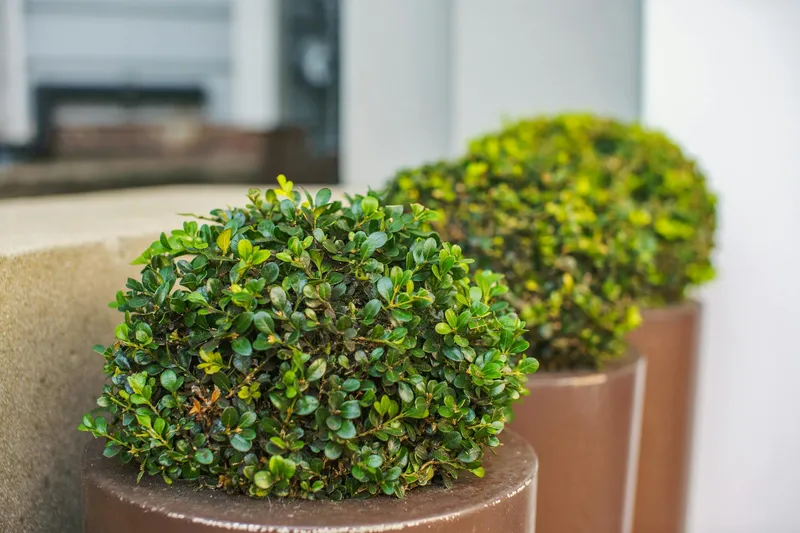 Planter