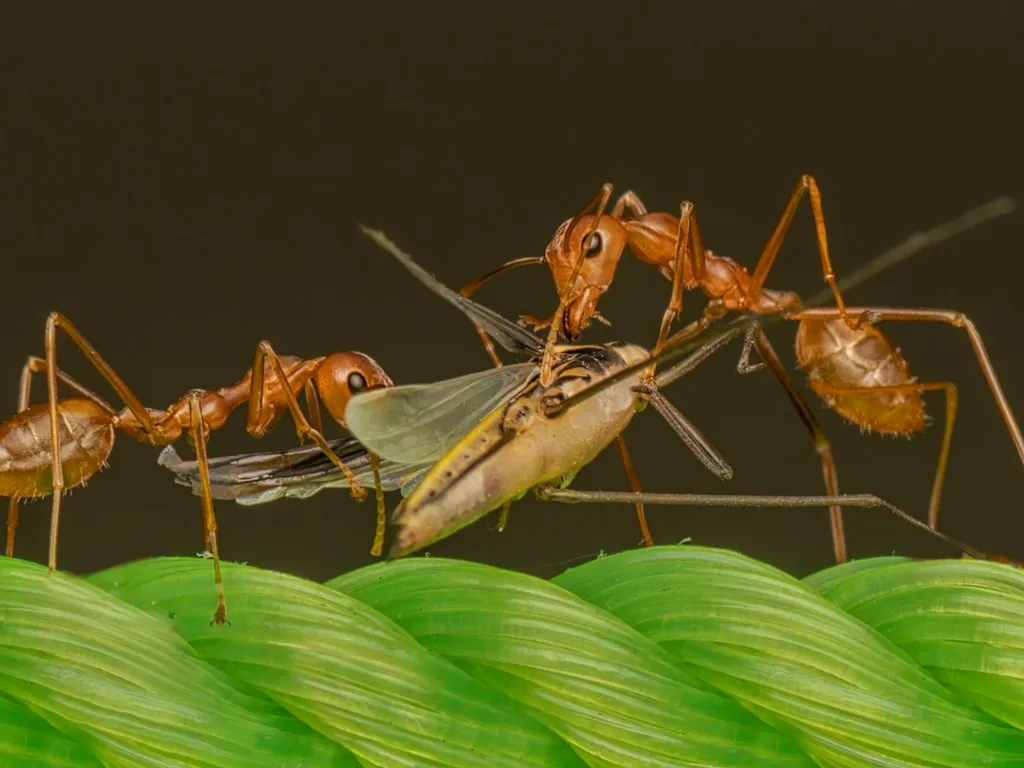 Chasser les fourmis du jardin : guide pratique de méthodes naturelles et ciblées