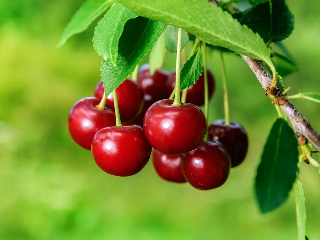 Mouche cerisier traitement : solutions efficaces et calendrier pratique pour protéger vos cerises