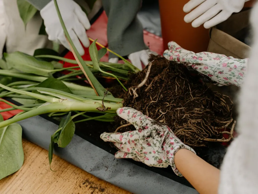 racines-de-plante-en-pot