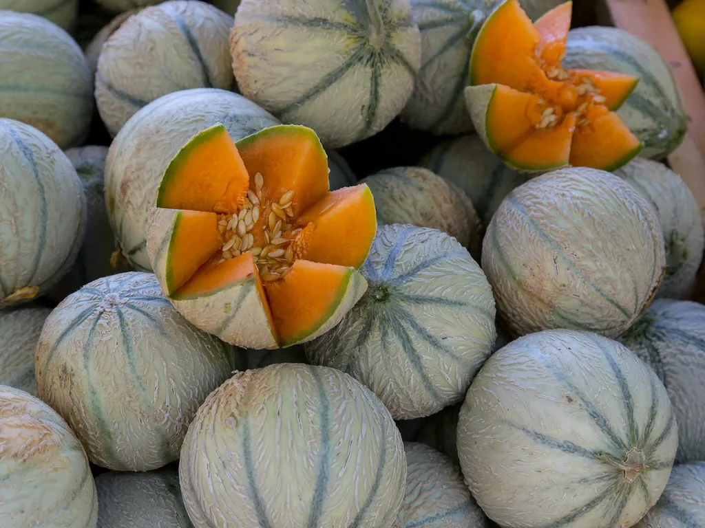 recolte-de-melons