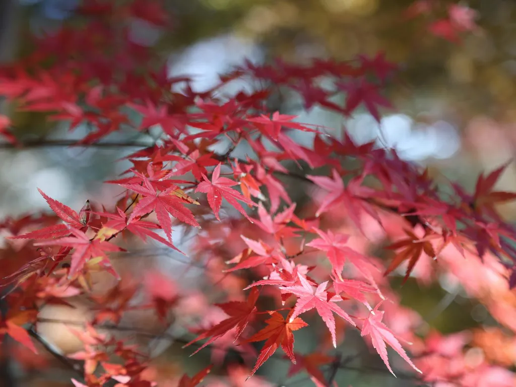 taille-de-lerable-japonais