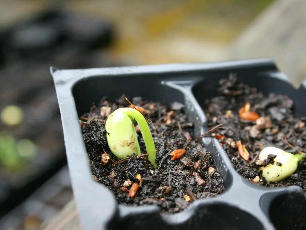 technique-de-plantation-de-semences