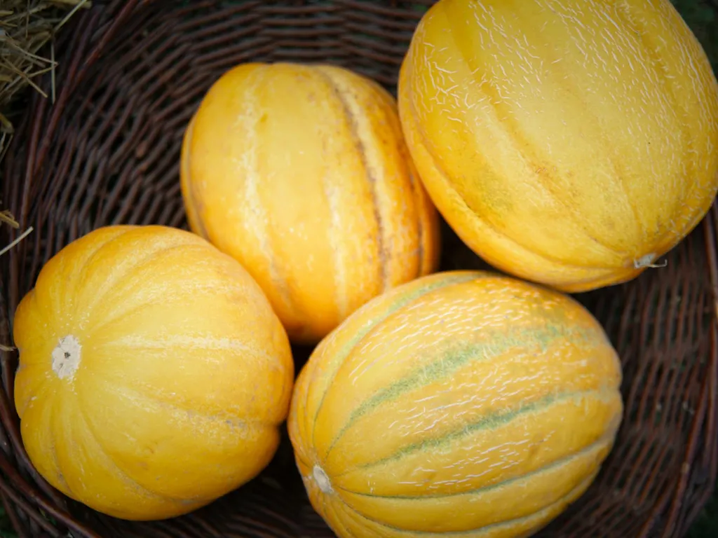 verification-de-la-maturite-du-melon